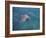 Bottle-Nosed Dolphin-DLILLC-Framed Photographic Print