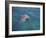 Bottle-Nosed Dolphin-DLILLC-Framed Photographic Print