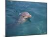 Bottle-Nosed Dolphin-DLILLC-Mounted Photographic Print
