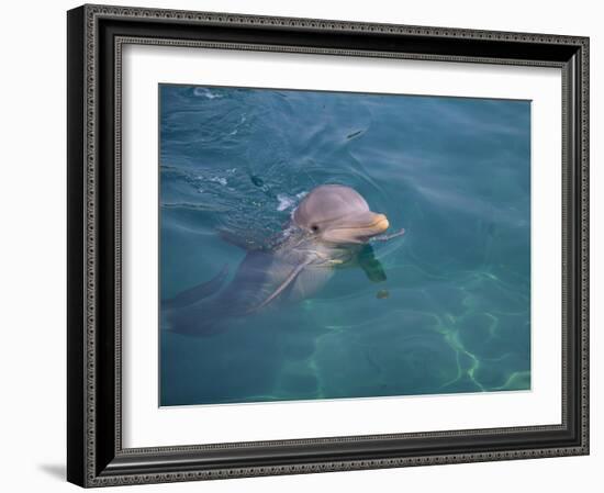 Bottle-Nosed Dolphin-DLILLC-Framed Photographic Print