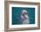 Bottle-Nosed Dolphin-DLILLC-Framed Photographic Print