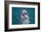 Bottle-Nosed Dolphin-DLILLC-Framed Photographic Print