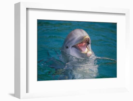 Bottle-Nosed Dolphin-DLILLC-Framed Photographic Print