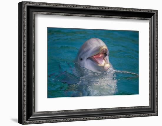 Bottle-Nosed Dolphin-DLILLC-Framed Photographic Print