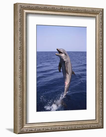 Bottle-Nosed Dolphin-DLILLC-Framed Photographic Print