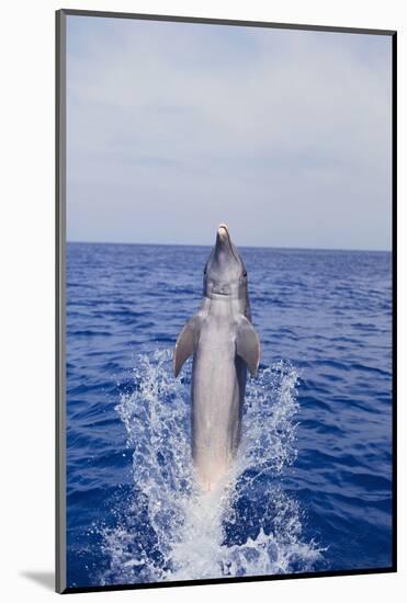 Bottle-Nosed Dolphin-DLILLC-Mounted Photographic Print