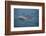 Bottle-Nosed Dolphin-DLILLC-Framed Photographic Print