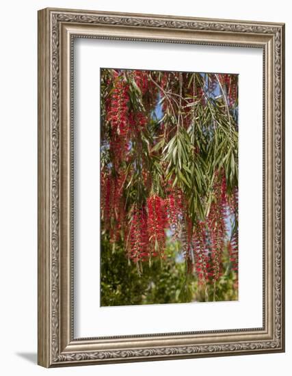Bottlebrush Tree, New Smyrna Beach, Hibiscus Flower-Lisa S. Engelbrecht-Framed Photographic Print