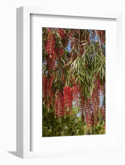 Bottlebrush Tree, New Smyrna Beach, Hibiscus Flower-Lisa S. Engelbrecht-Framed Photographic Print