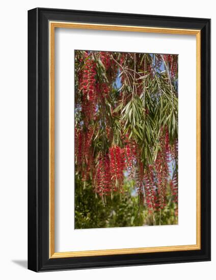 Bottlebrush Tree, New Smyrna Beach, Hibiscus Flower-Lisa S. Engelbrecht-Framed Photographic Print