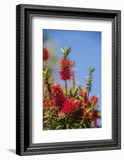 Bottlebrush Tree, New Smyrna Beach, Hibiscus Flower-Lisa S. Engelbrecht-Framed Photographic Print