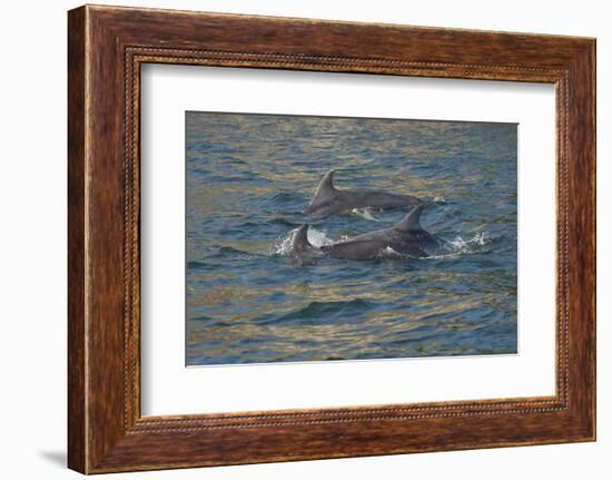 Bottlenose dolphin at surface, Moray Firth, Highlands, Scotland. May-Terry Whittaker-Framed Photographic Print