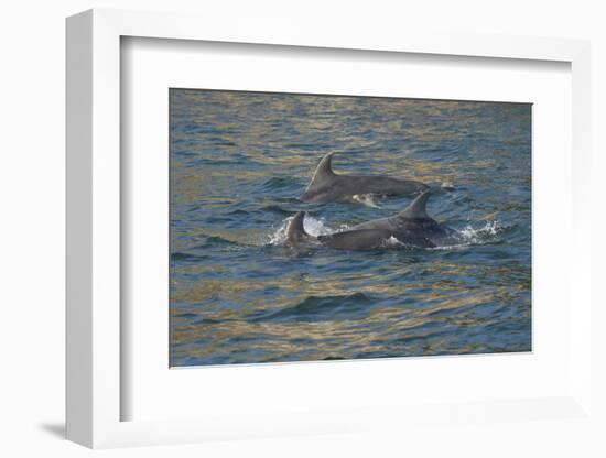 Bottlenose dolphin at surface, Moray Firth, Highlands, Scotland. May-Terry Whittaker-Framed Photographic Print