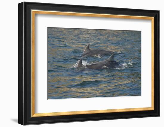 Bottlenose dolphin at surface, Moray Firth, Highlands, Scotland. May-Terry Whittaker-Framed Photographic Print