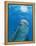 Bottlenose Dolphin Blowing Air Bubbles Underwater-Augusto Leandro Stanzani-Framed Premier Image Canvas