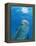 Bottlenose Dolphin Blowing Air Bubbles Underwater-Augusto Leandro Stanzani-Framed Premier Image Canvas