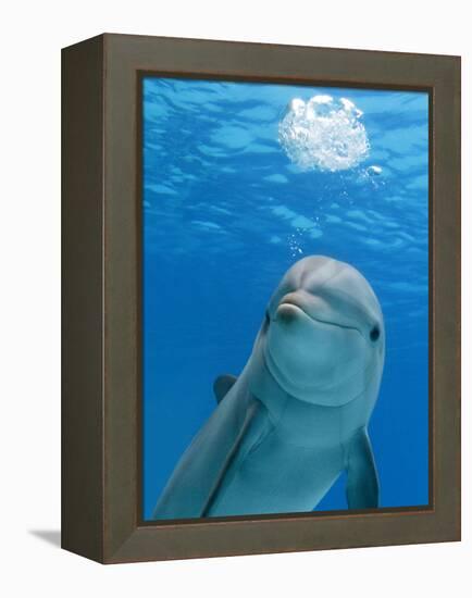 Bottlenose Dolphin Blowing Air Bubbles Underwater-Augusto Leandro Stanzani-Framed Premier Image Canvas