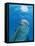 Bottlenose Dolphin Blowing Air Bubbles Underwater-Augusto Leandro Stanzani-Framed Premier Image Canvas