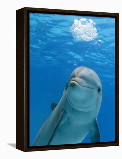 Bottlenose Dolphin Blowing Air Bubbles Underwater-Augusto Leandro Stanzani-Framed Premier Image Canvas