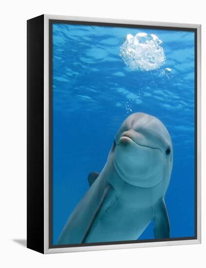 Bottlenose Dolphin Blowing Air Bubbles Underwater-Augusto Leandro Stanzani-Framed Premier Image Canvas