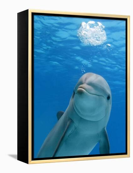 Bottlenose Dolphin Blowing Air Bubbles Underwater-Augusto Leandro Stanzani-Framed Premier Image Canvas