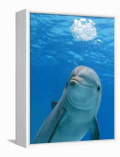 Bottlenose Dolphin Blowing Air Bubbles Underwater-Augusto Leandro Stanzani-Framed Premier Image Canvas