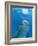 Bottlenose Dolphin Blowing Air Bubbles Underwater-Augusto Leandro Stanzani-Framed Photographic Print