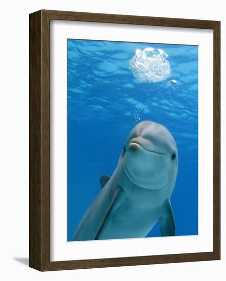 Bottlenose Dolphin Blowing Air Bubbles Underwater-Augusto Leandro Stanzani-Framed Photographic Print