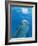 Bottlenose Dolphin Blowing Air Bubbles Underwater-Augusto Leandro Stanzani-Framed Photographic Print