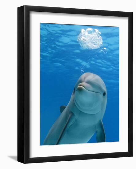 Bottlenose Dolphin Blowing Air Bubbles Underwater-Augusto Leandro Stanzani-Framed Photographic Print