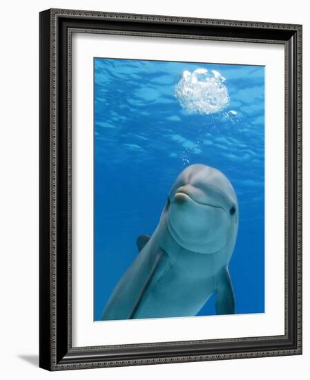 Bottlenose Dolphin Blowing Air Bubbles Underwater-Augusto Leandro Stanzani-Framed Photographic Print