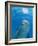 Bottlenose Dolphin Blowing Air Bubbles Underwater-Augusto Leandro Stanzani-Framed Photographic Print