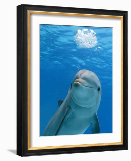 Bottlenose Dolphin Blowing Air Bubbles Underwater-Augusto Leandro Stanzani-Framed Photographic Print