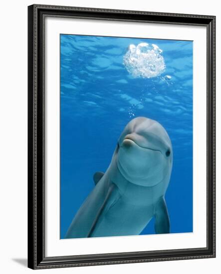 Bottlenose Dolphin Blowing Air Bubbles Underwater-Augusto Leandro Stanzani-Framed Photographic Print