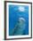 Bottlenose Dolphin Blowing Air Bubbles Underwater-Augusto Leandro Stanzani-Framed Photographic Print