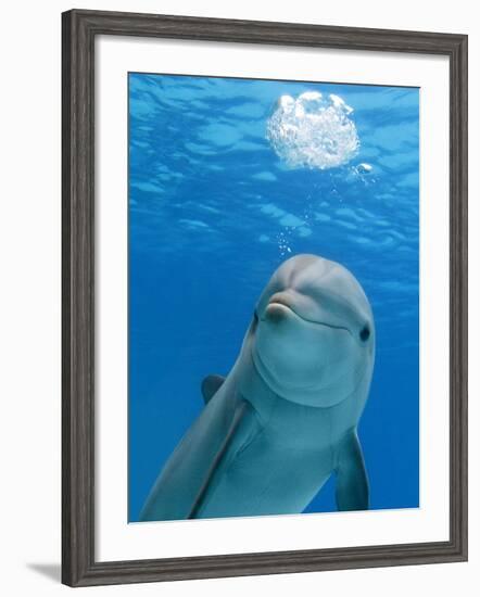 Bottlenose Dolphin Blowing Air Bubbles Underwater-Augusto Leandro Stanzani-Framed Photographic Print