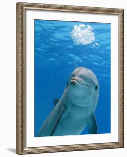 Bottlenose Dolphin Blowing Air Bubbles Underwater-Augusto Leandro Stanzani-Framed Photographic Print