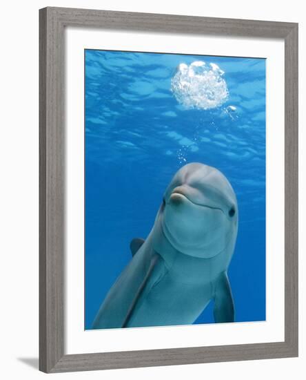 Bottlenose Dolphin Blowing Air Bubbles Underwater-Augusto Leandro Stanzani-Framed Photographic Print