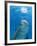 Bottlenose Dolphin Blowing Air Bubbles Underwater-Augusto Leandro Stanzani-Framed Photographic Print