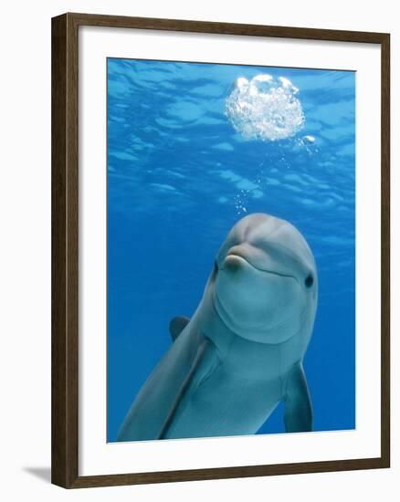 Bottlenose Dolphin Blowing Air Bubbles Underwater-Augusto Leandro Stanzani-Framed Photographic Print