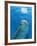 Bottlenose Dolphin Blowing Air Bubbles Underwater-Augusto Leandro Stanzani-Framed Photographic Print