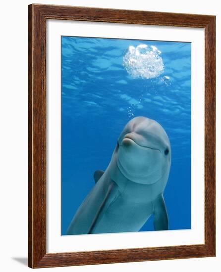 Bottlenose Dolphin Blowing Air Bubbles Underwater-Augusto Leandro Stanzani-Framed Photographic Print