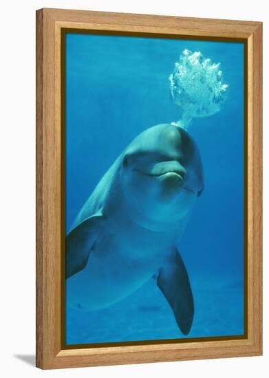 Bottlenose Dolphin Blows Bubbles from Blow Hole-Augusto Leandro Stanzani-Framed Premier Image Canvas