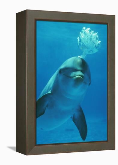 Bottlenose Dolphin Blows Bubbles from Blow Hole-Augusto Leandro Stanzani-Framed Premier Image Canvas