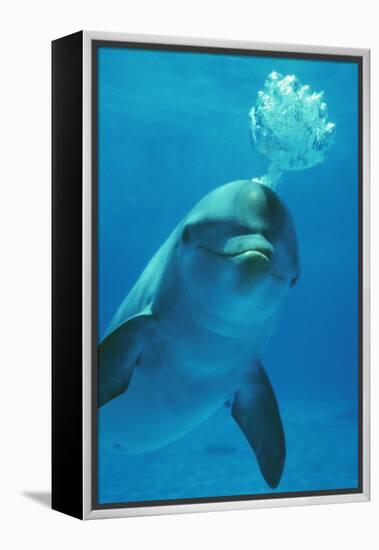 Bottlenose Dolphin Blows Bubbles from Blow Hole-Augusto Leandro Stanzani-Framed Premier Image Canvas