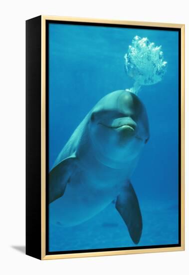 Bottlenose Dolphin Blows Bubbles from Blow Hole-Augusto Leandro Stanzani-Framed Premier Image Canvas