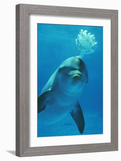 Bottlenose Dolphin Blows Bubbles from Blow Hole-Augusto Leandro Stanzani-Framed Photographic Print