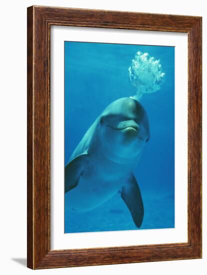 Bottlenose Dolphin Blows Bubbles from Blow Hole-Augusto Leandro Stanzani-Framed Photographic Print