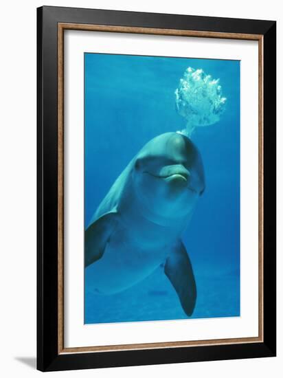 Bottlenose Dolphin Blows Bubbles from Blow Hole-Augusto Leandro Stanzani-Framed Photographic Print