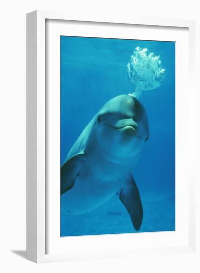 Bottlenose Dolphin Blows Bubbles from Blow Hole-Augusto Leandro Stanzani-Framed Photographic Print